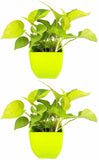Seeds Air Purifying Good Luck Golden Money Plant - Feng Shui Pothos Plant [Pack of 2 Plants]