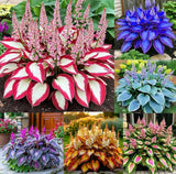 Shade-Tolerant and Cold-Hardy Hosta Flower-